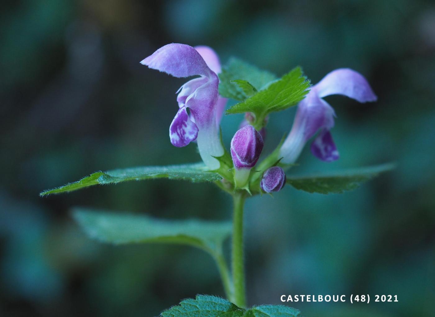 Dead-nettle, Spotted flower